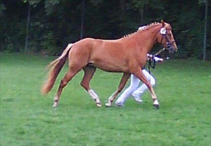 New Forest Kjantes valentijn Isabella <3  - Pony til kåring<3 billede 12