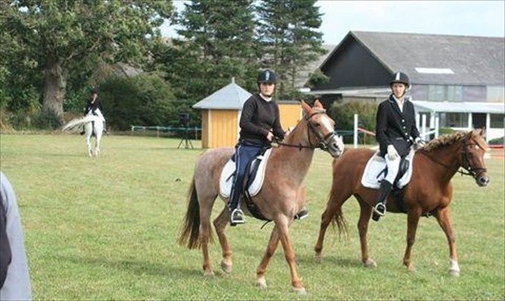 Anden særlig race Zephyr  billede 7