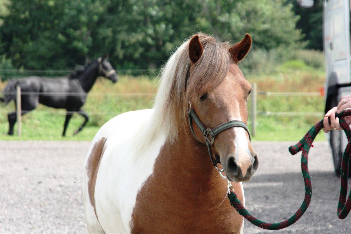 Anden særlig race Jolly - 16/7-11 billede 1