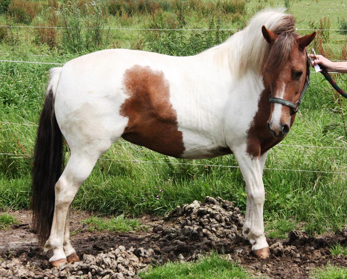 Anden særlig race Jolly - 16/7-11 billede 2