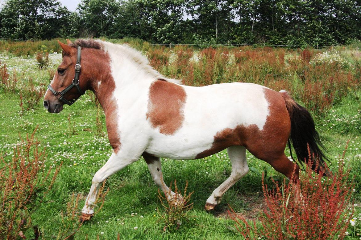 Anden særlig race Jolly - 16/7-11 billede 3