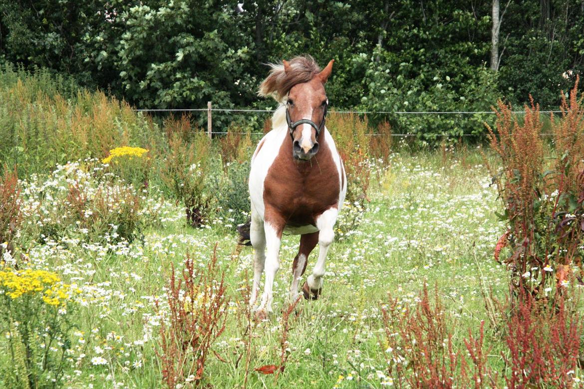 Anden særlig race Jolly - 16/7-11 billede 4