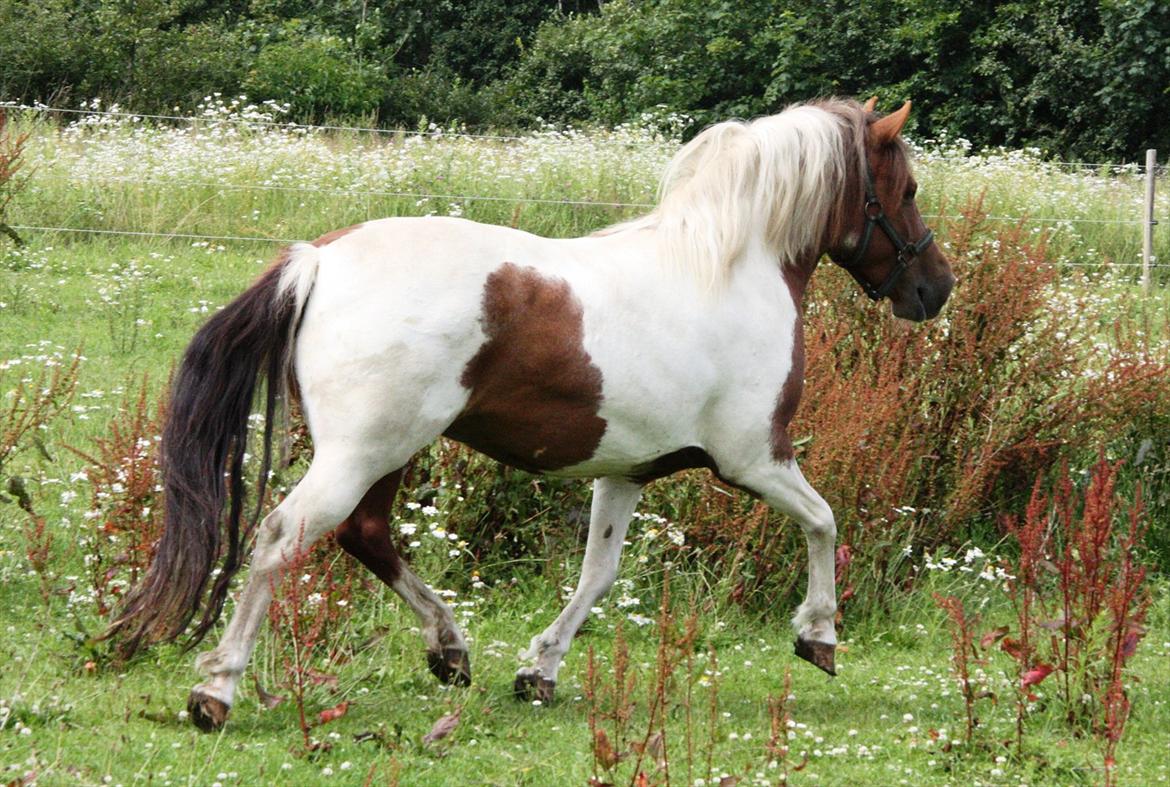 Anden særlig race Jolly - 16/7-11 billede 5