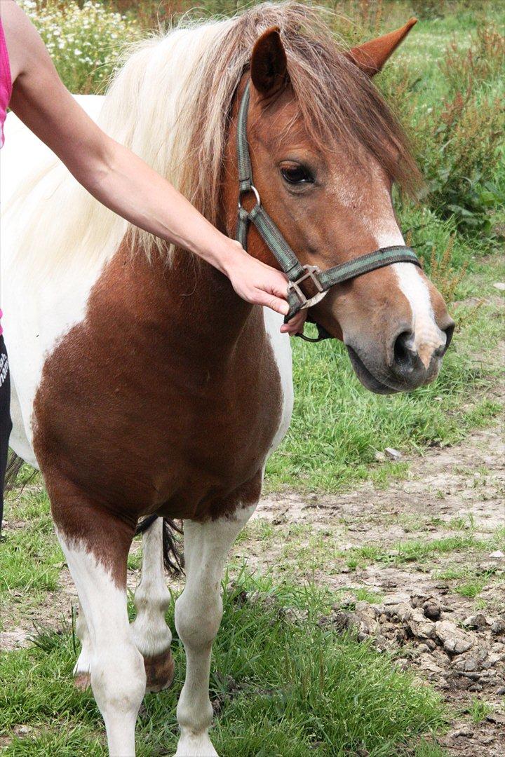 Anden særlig race Jolly - 16/7-11 billede 6