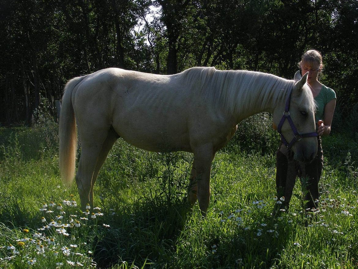 Palomino Amadeus billede 17