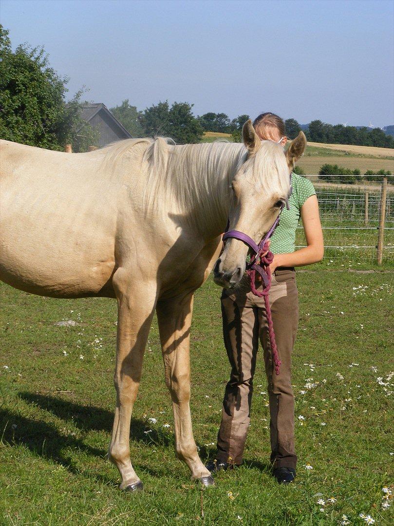 Palomino Amadeus billede 18