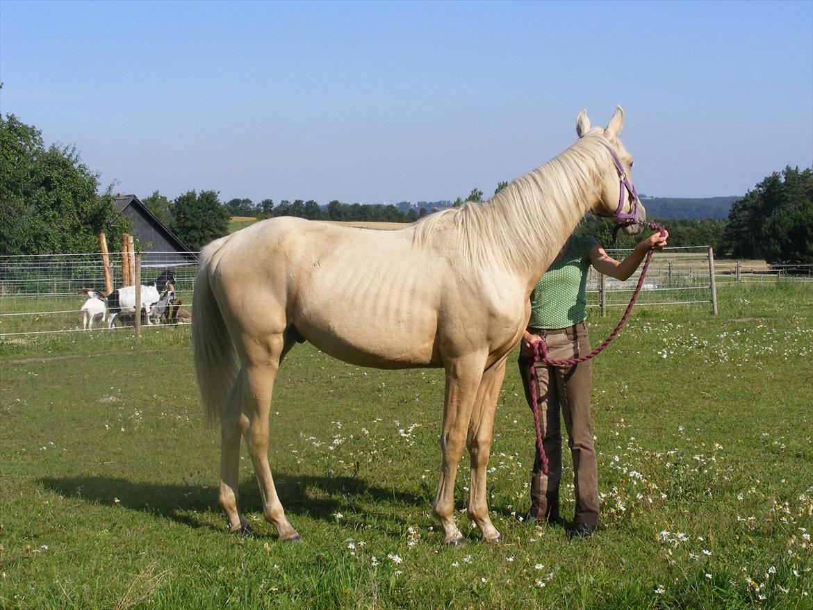 Palomino Amadeus billede 19