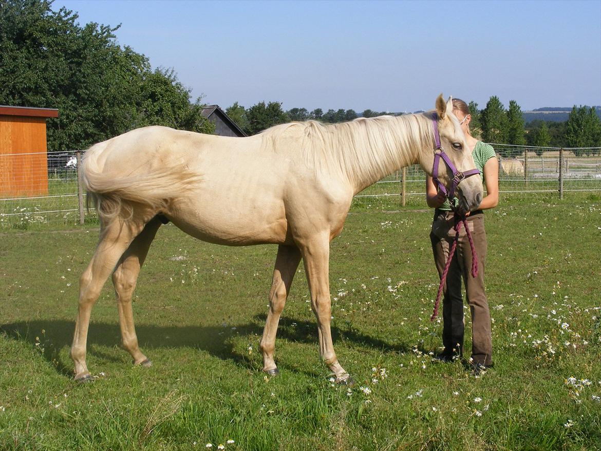 Palomino Amadeus billede 20