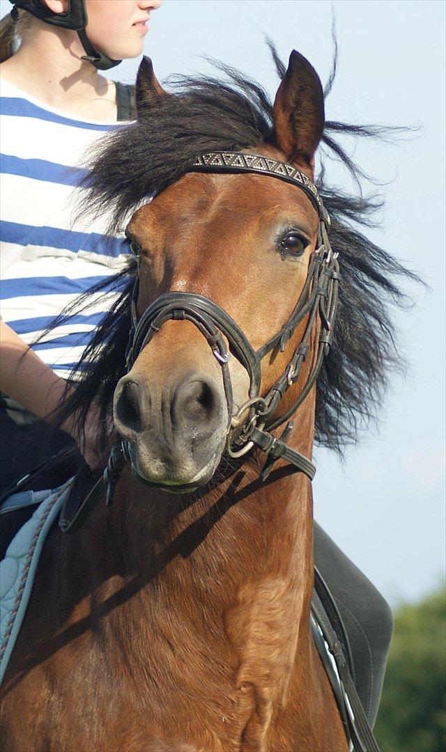 New Forest Luxie - Juli 2011, verdens bedste<3 foto: anne billede 1