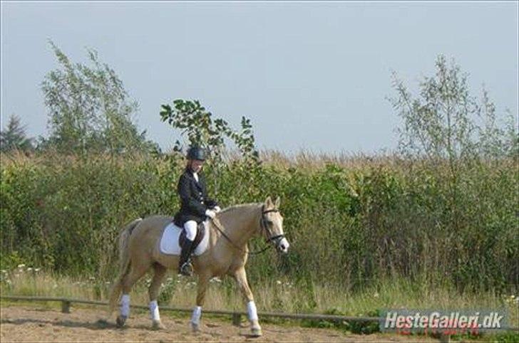 Palomino Nala  billede 6