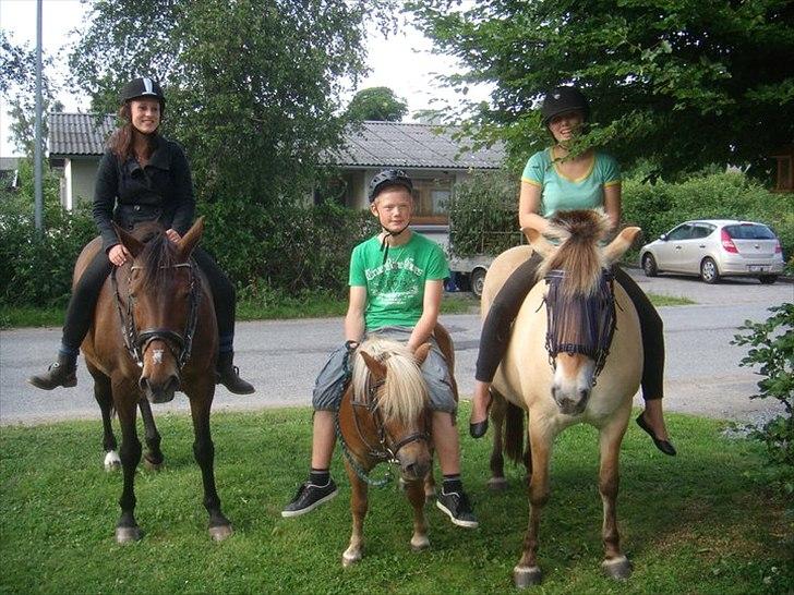 Anden særlig race bella R.I.P elskede hest billede 13