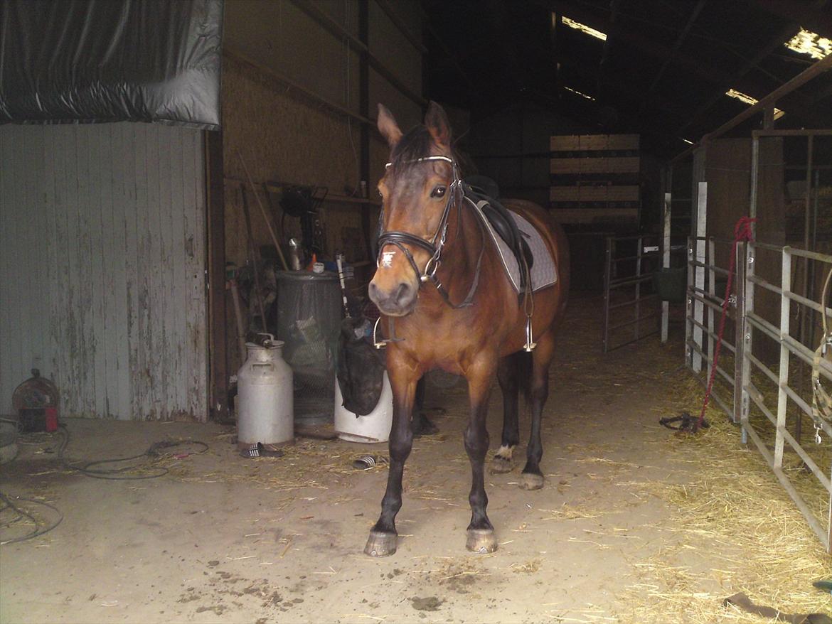 Anden særlig race bella R.I.P elskede hest billede 14