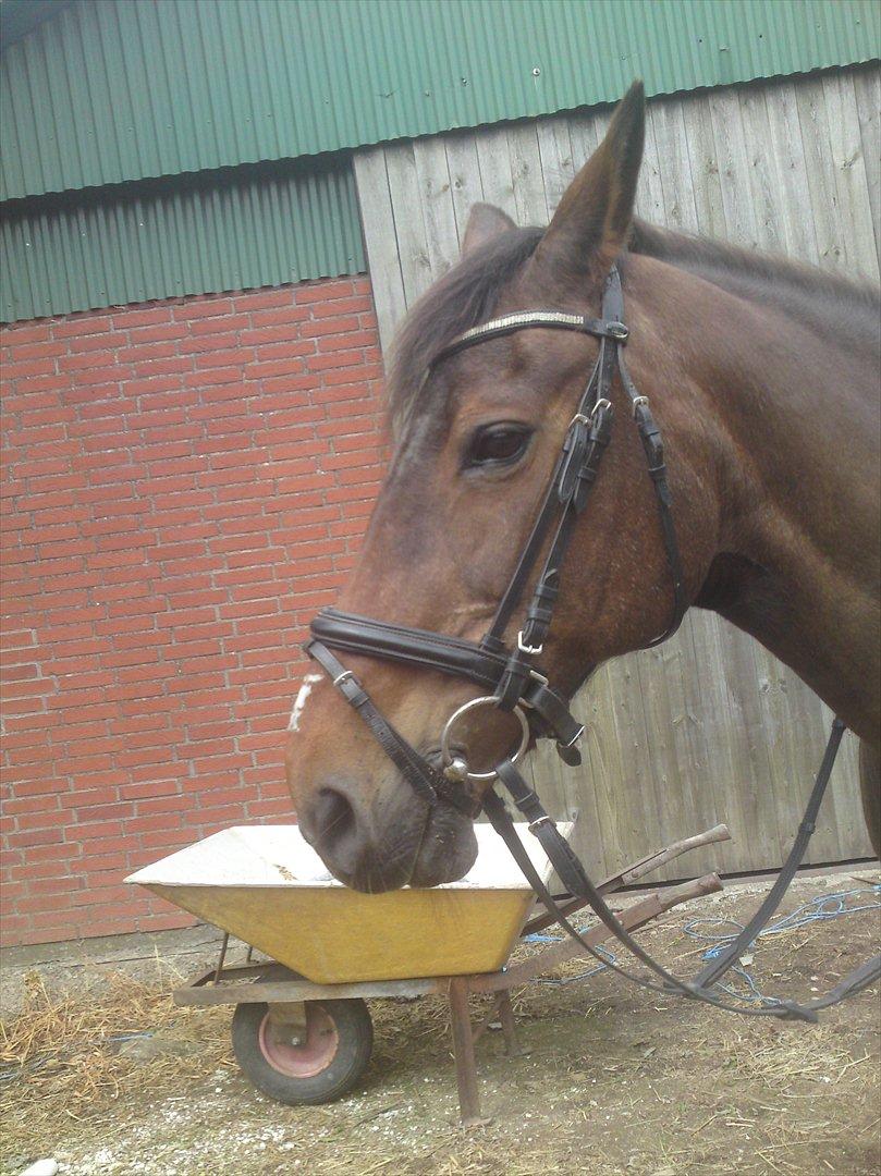 Anden særlig race bella R.I.P elskede hest billede 15