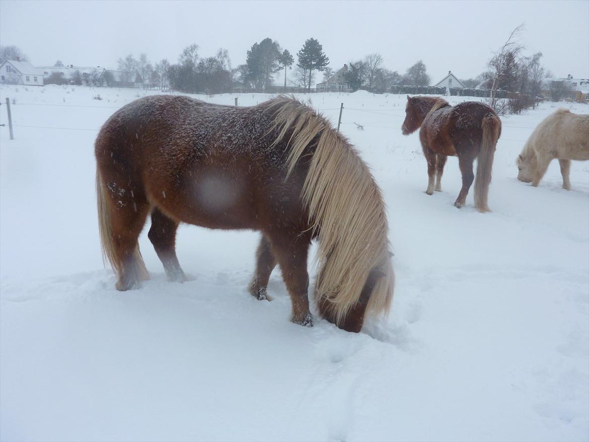 Islænder Silkisif f Skydebanegård solgt  - #20. nyt smukke Sliki i sne 2011 billede 20