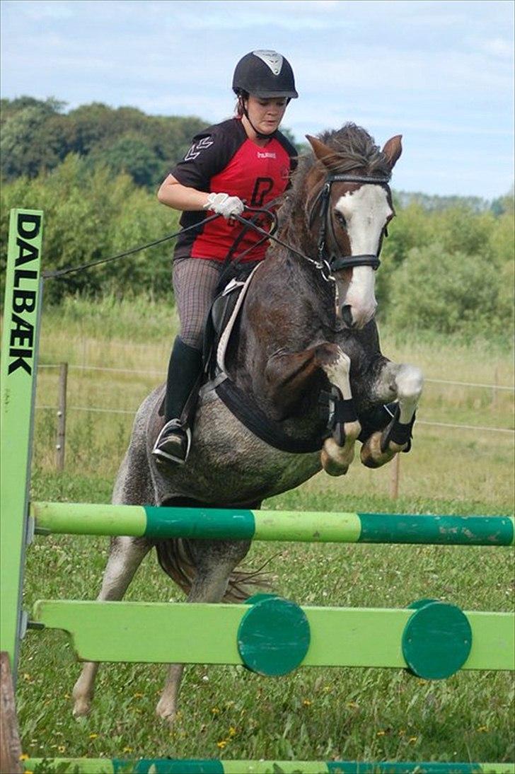 Anden særlig race Snoopy Solgt <3 - # spring juli 2011 - LC (100% rytterfejl. Satte hende af for tidligt. Hun rev IKKE ned!!) billede 18