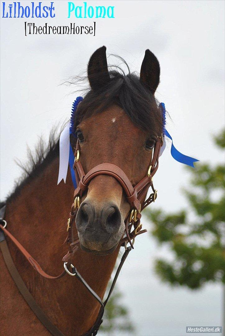 New Forest -Lilholdst Paloma [TheDreamHorse] - Der er jo en der skal være pænere end alle de andre ? (-;<3
Stald Moesgaard-Ridelejer 2011
MSP FOTO billede 4