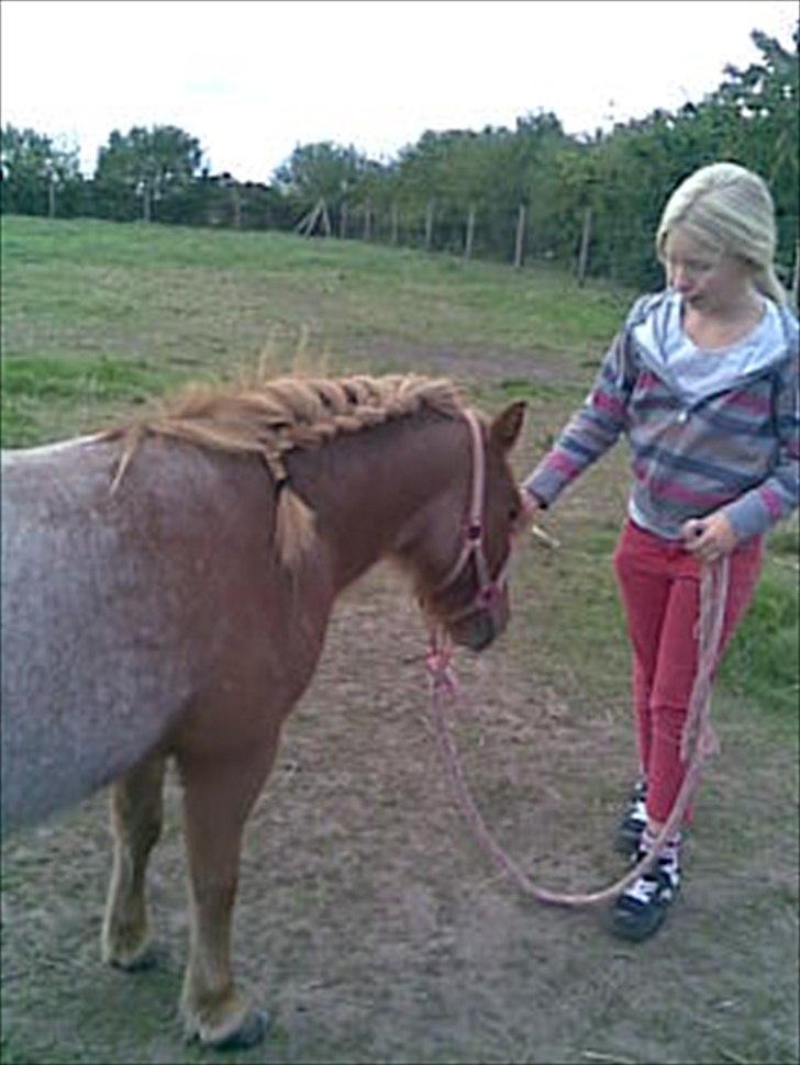 Shetlænder Tulle - solgt  billede 11