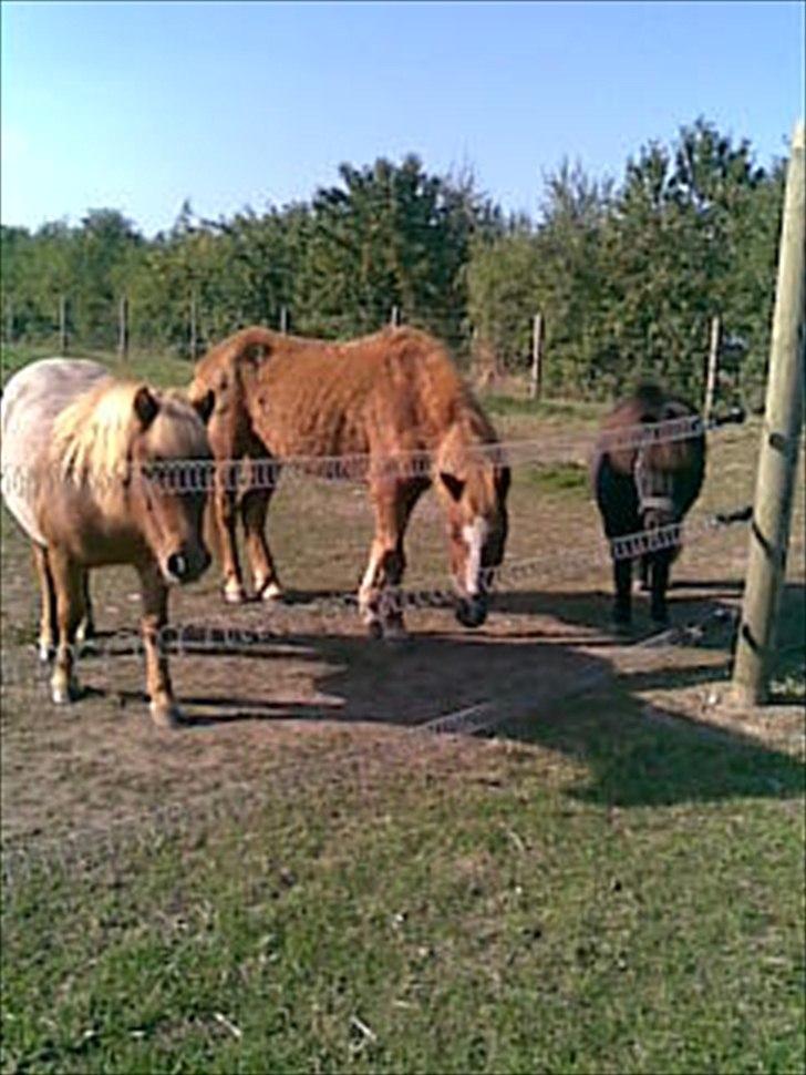Shetlænder Tulle - solgt  billede 15