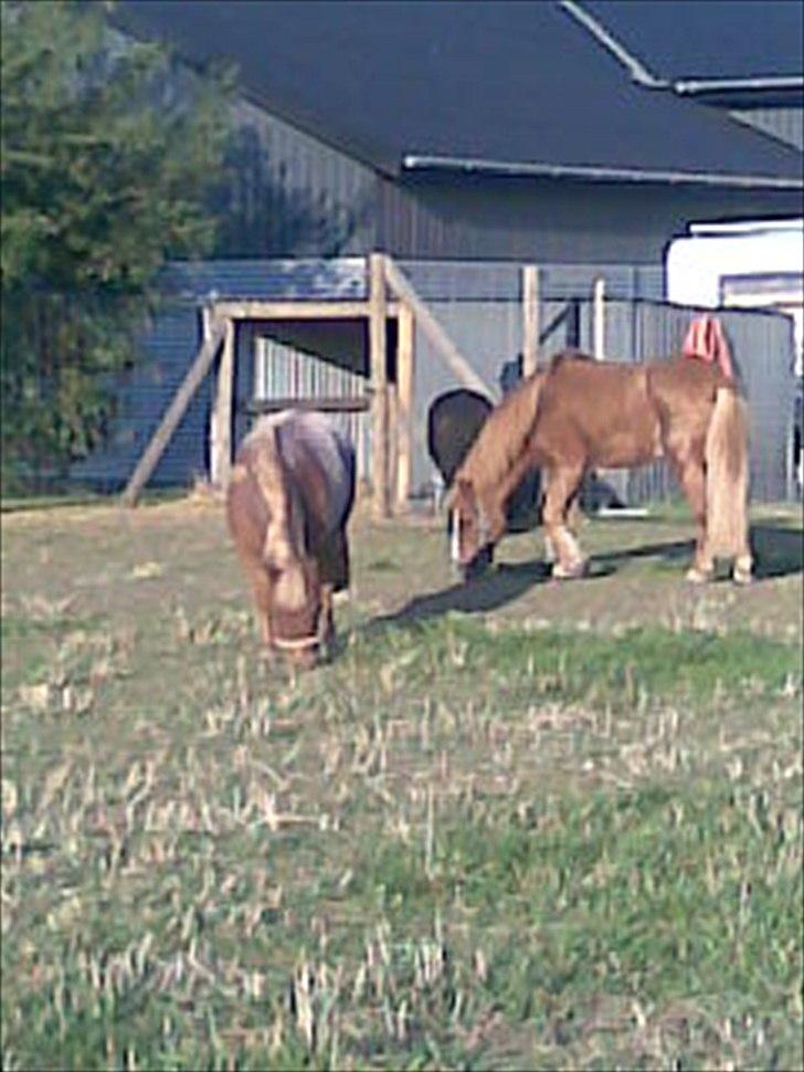 Shetlænder Tulle - solgt  billede 14