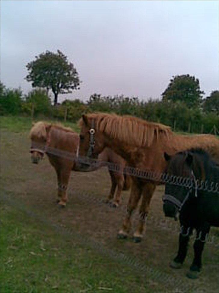 Shetlænder Tulle - solgt  billede 16