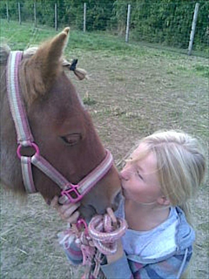 Shetlænder Tulle - solgt  billede 12