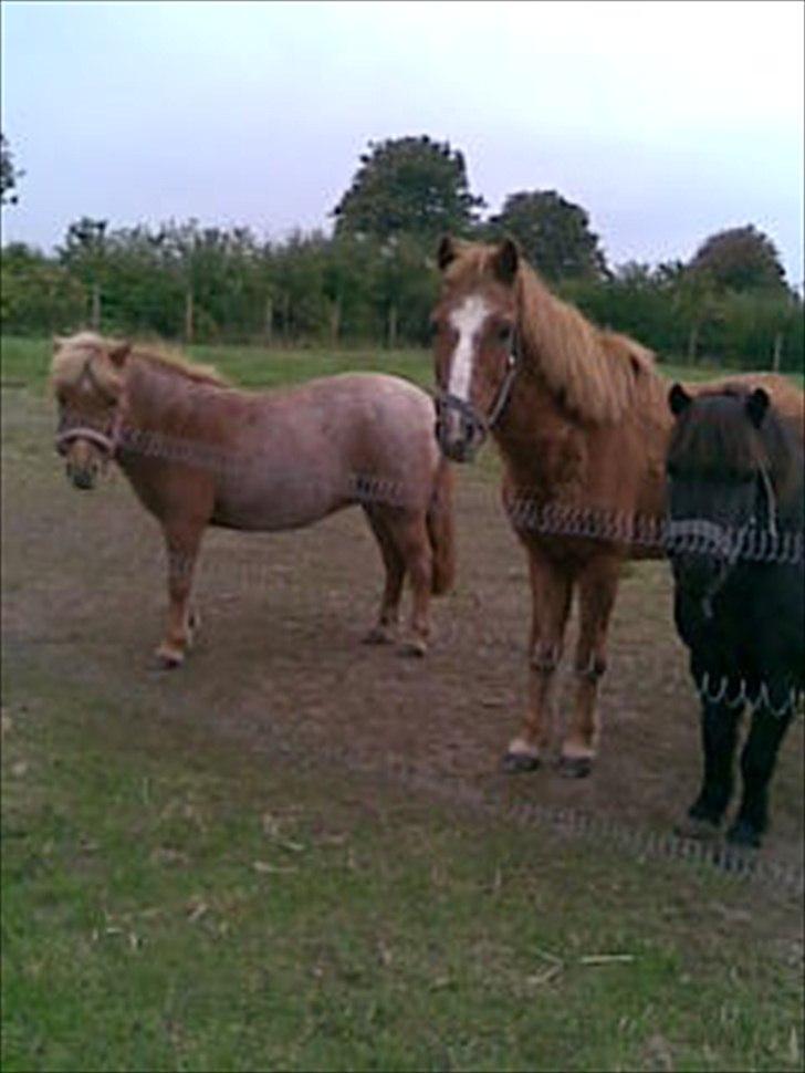 Shetlænder Tulle - solgt  billede 17