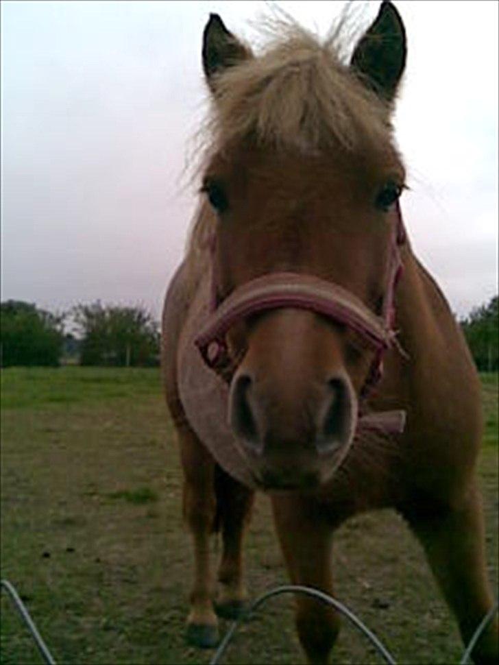 Shetlænder Tulle - solgt  billede 10