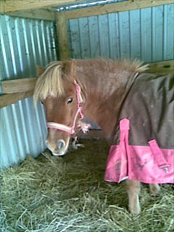 Shetlænder Tulle - solgt  billede 13