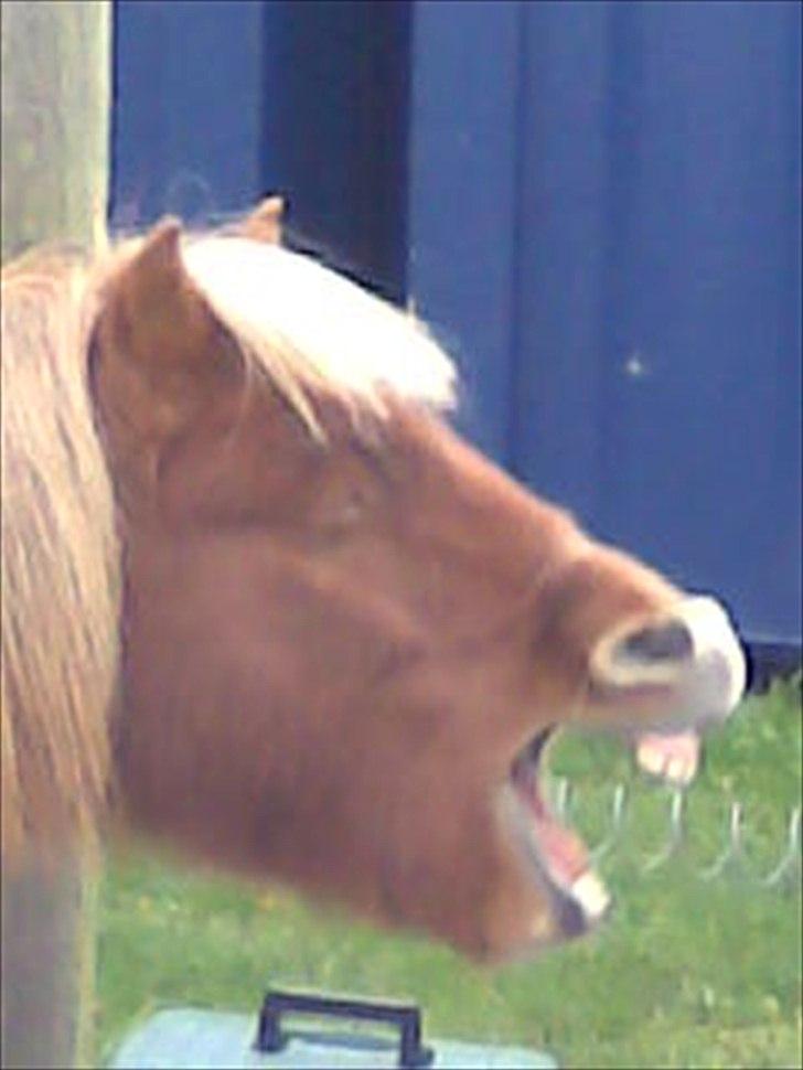 Shetlænder Tulle - solgt  billede 1