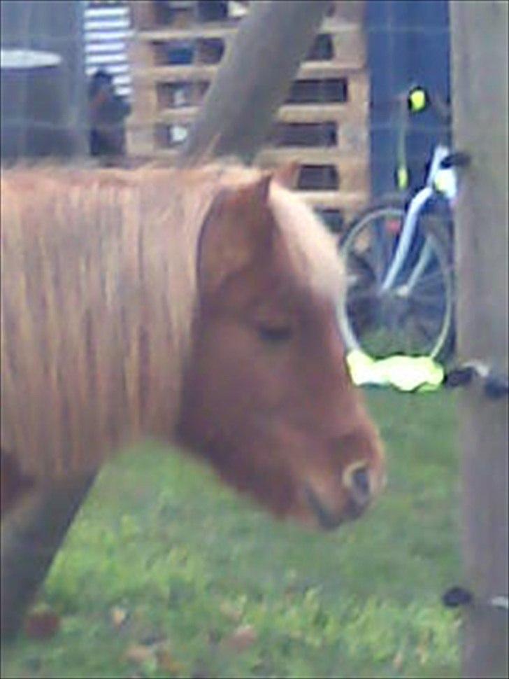 Shetlænder Tulle - solgt  billede 3