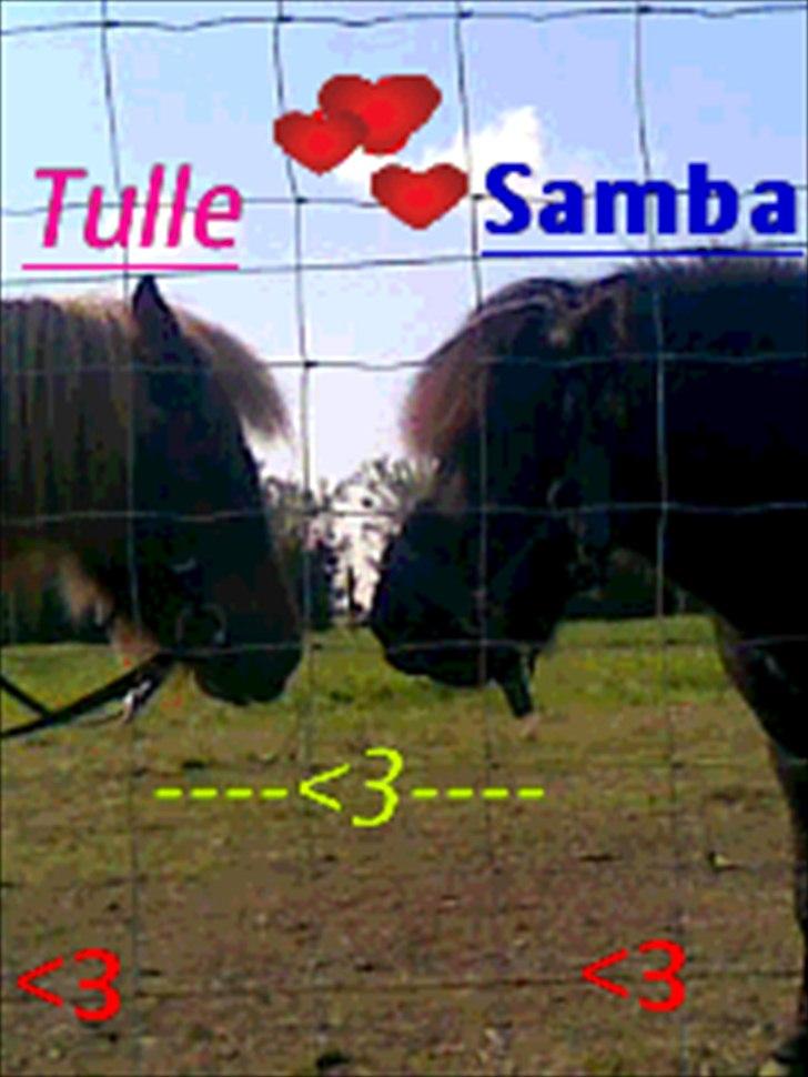 Shetlænder Tulle - solgt  billede 6