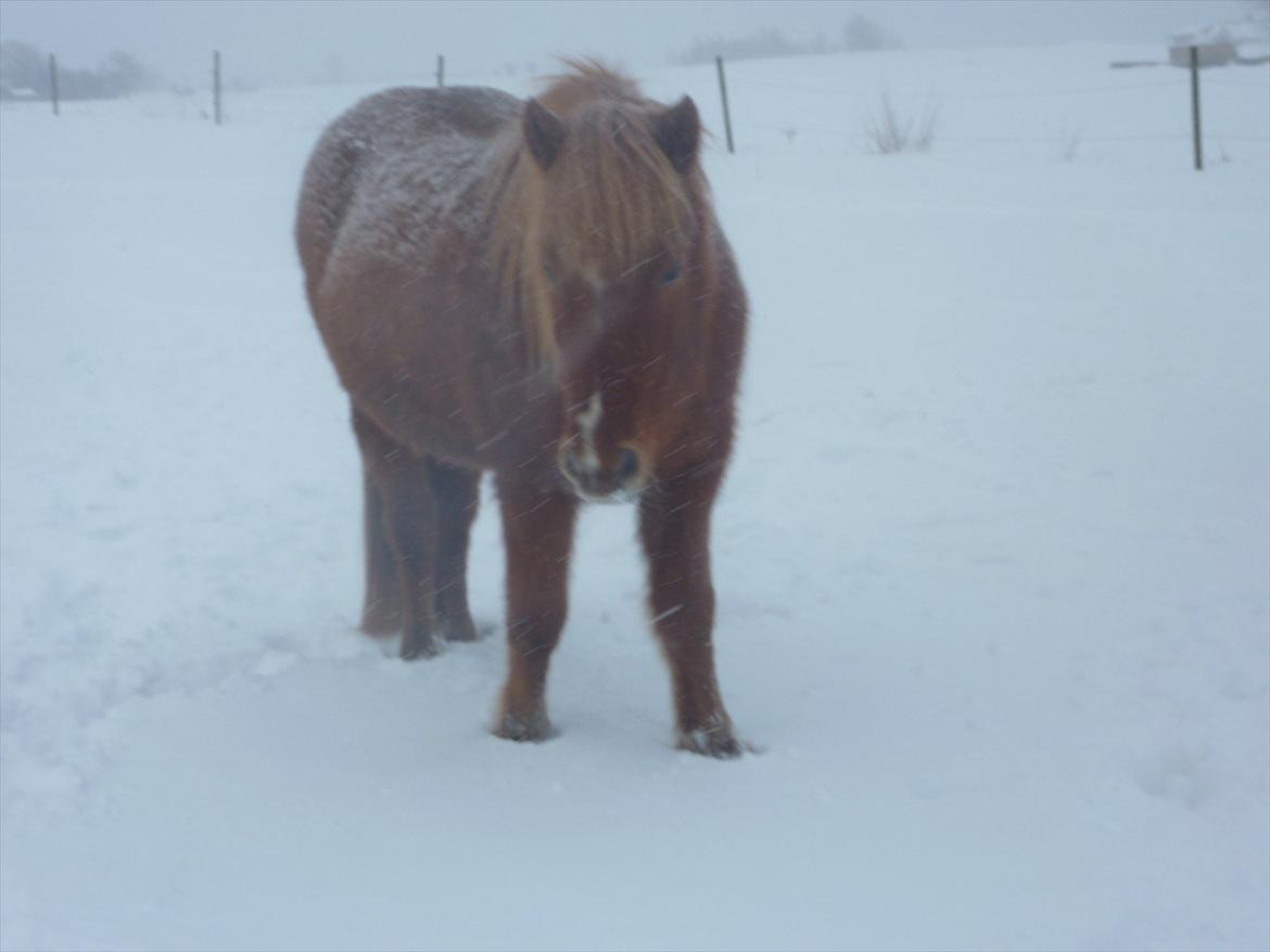 Islænder Askja fra Spillehuset R.I.P - #11. nyt Askja i sne billede 11