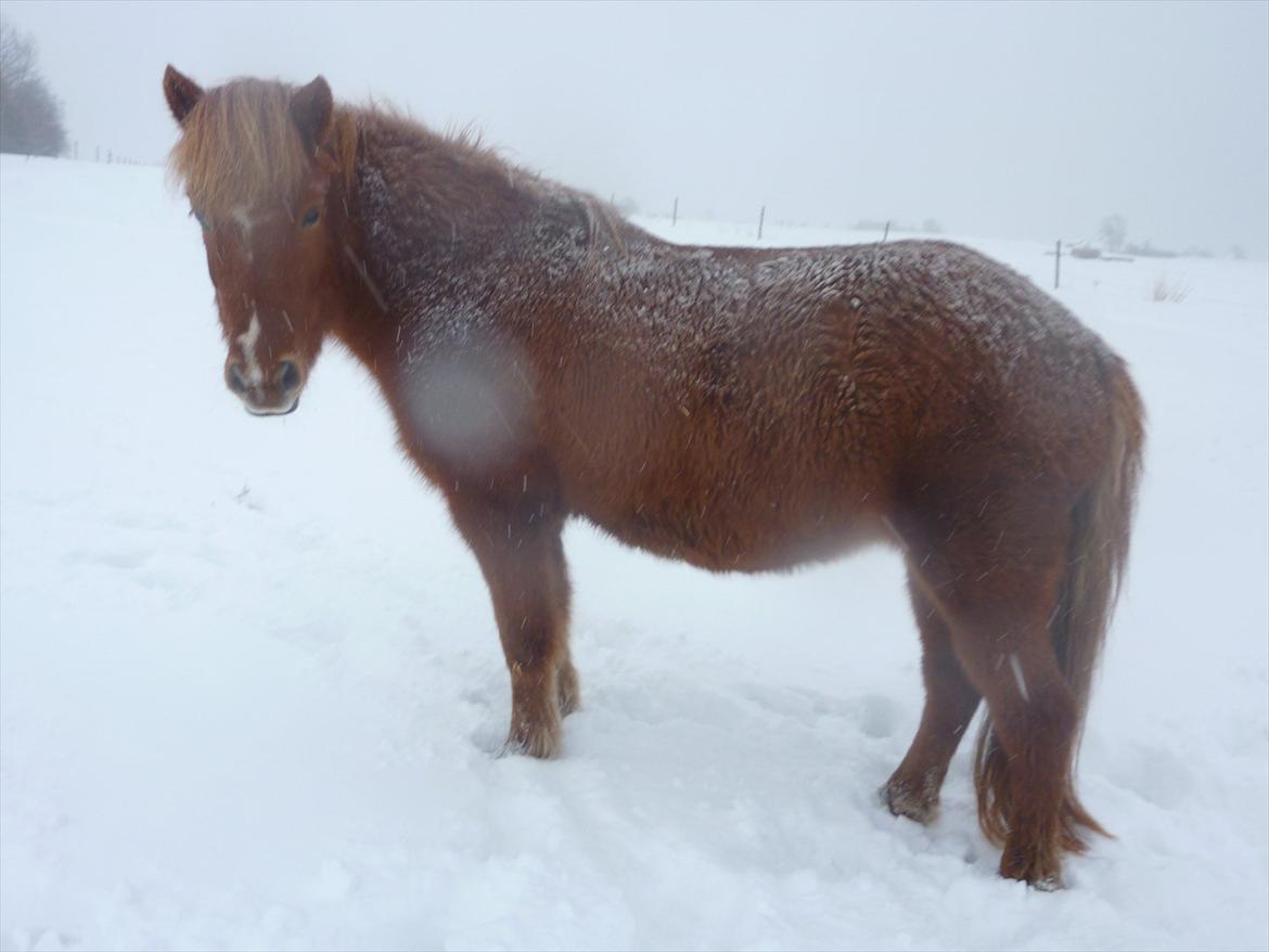 Islænder Askja fra Spillehuset R.I.P - #12. nyt Askja i sne billede 12