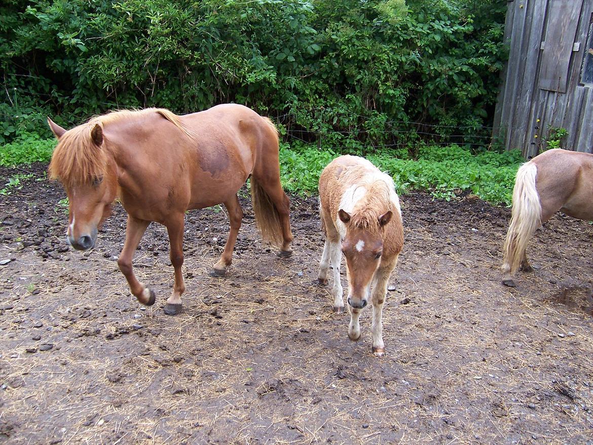 Islænder Askja fra Spillehuset R.I.P - #14. nyt Askja med sit føl Logi billede 14