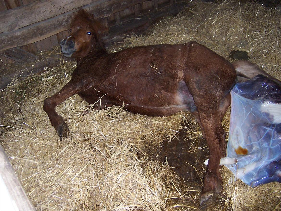 Islænder Askja fra Spillehuset R.I.P - #15 nyt Askja føder Logi billede 15