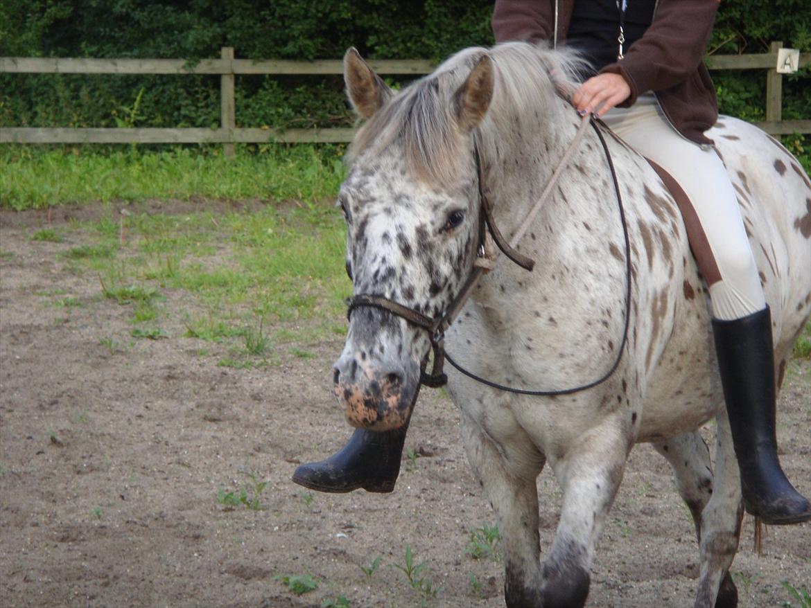 Knabstrupper Filur billede 9