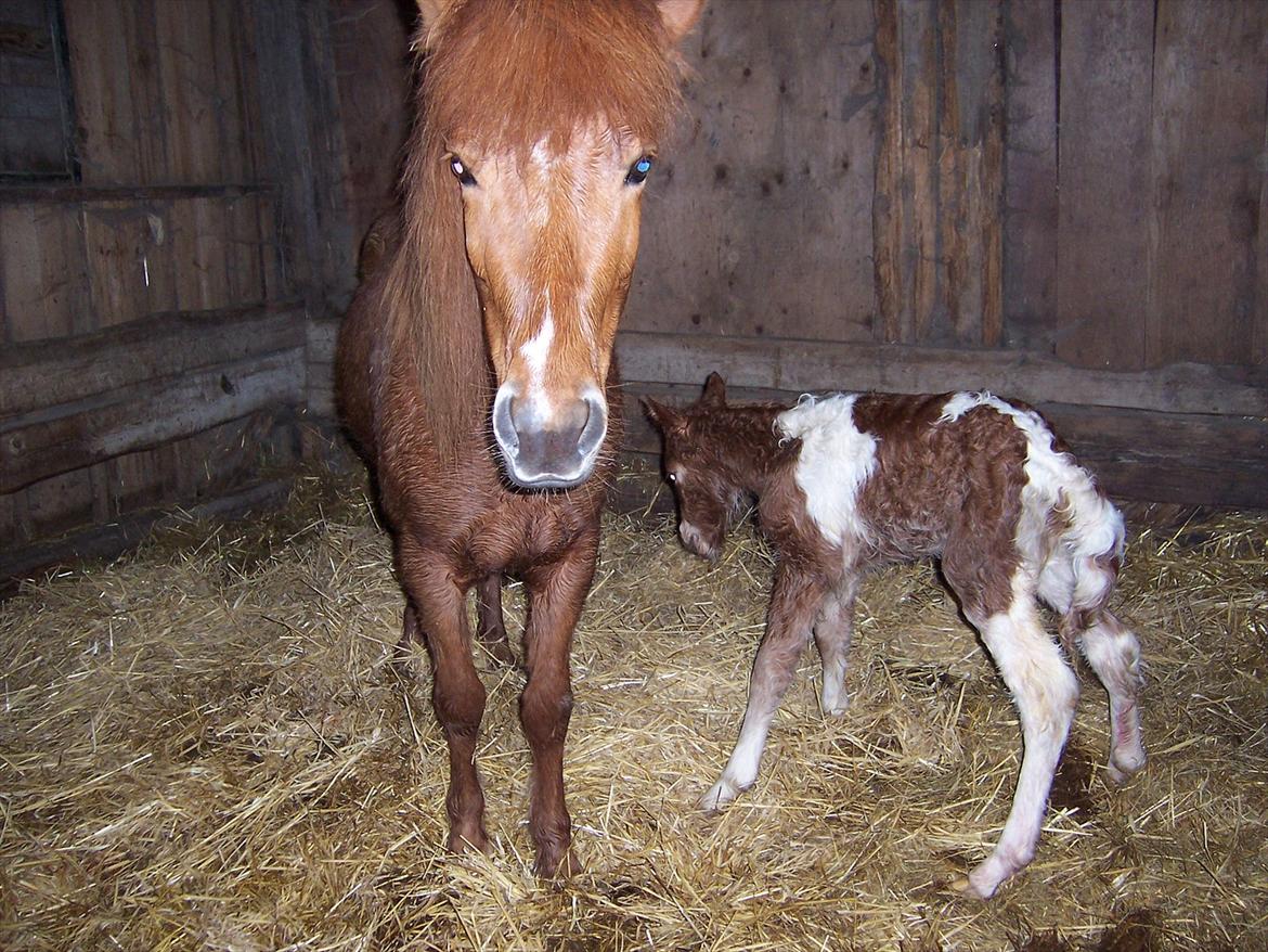Islænder Askja fra Spillehuset R.I.P - #16 nyt Askja med Logi som lille  billede 16