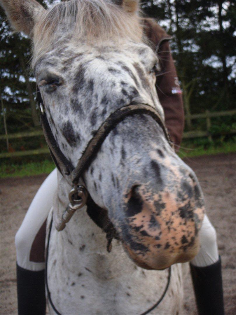 Knabstrupper Filur billede 10