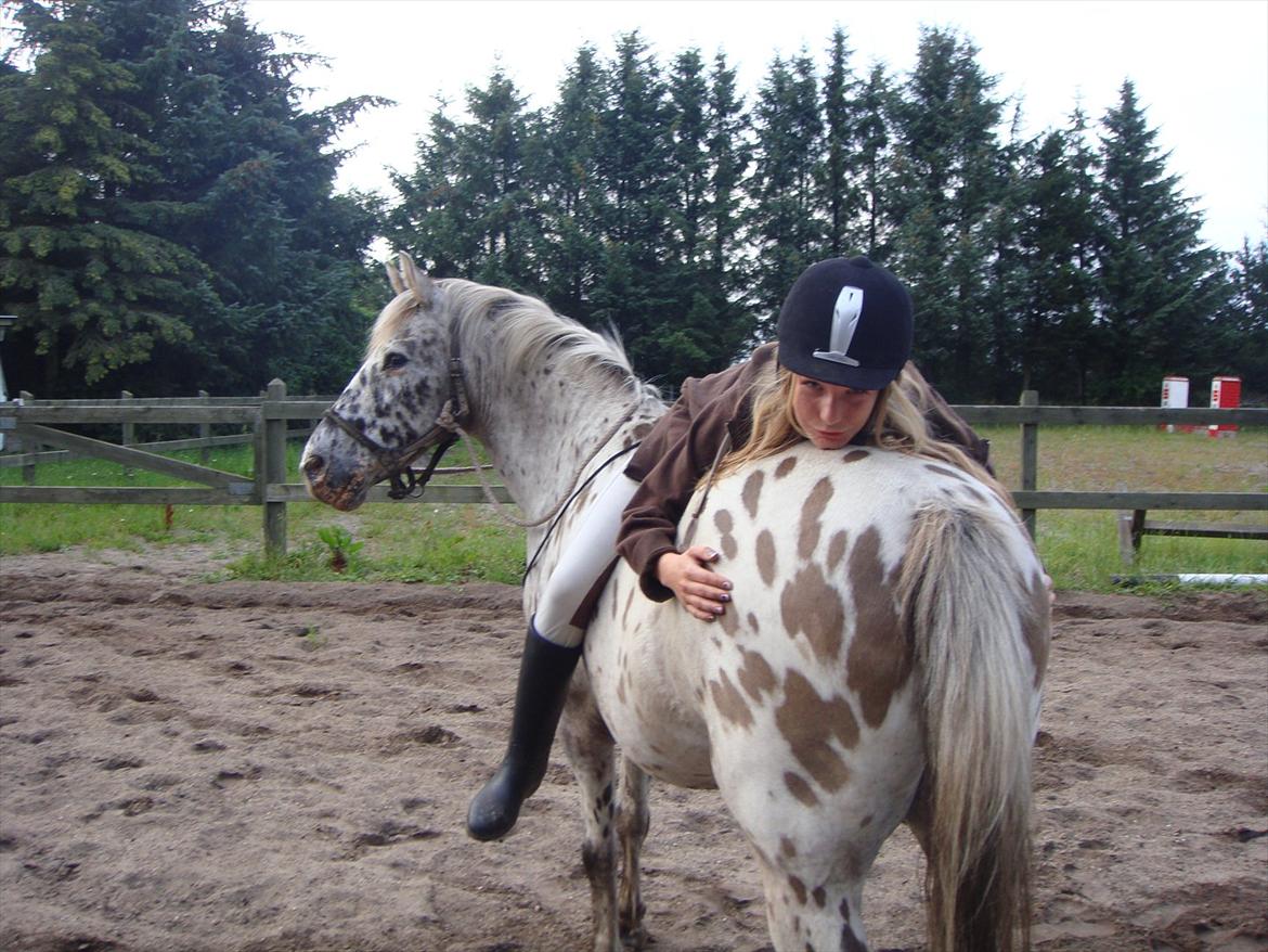 Knabstrupper Filur - Filur:D<3 billede 8