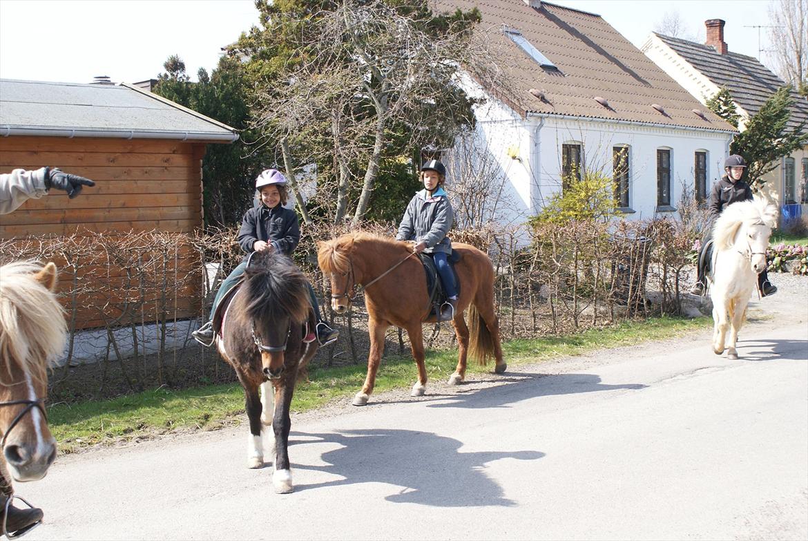 Islænder Askja fra Spillehuset R.I.P - #18 nyt Askja med på tur med famillen anne ride på hende billede 18