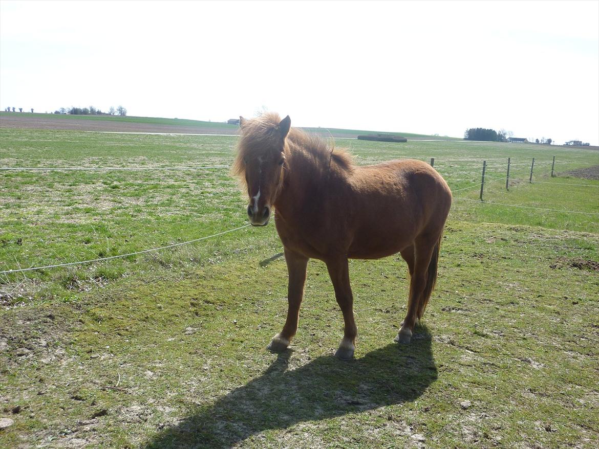 Islænder Askja fra Spillehuset R.I.P - #19 nyt askja på marken  billede 19