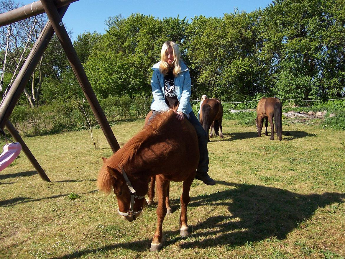 Islænder Askja fra Spillehuset R.I.P - #20 nyt mig og askja min smukke rød flamme  billede 20