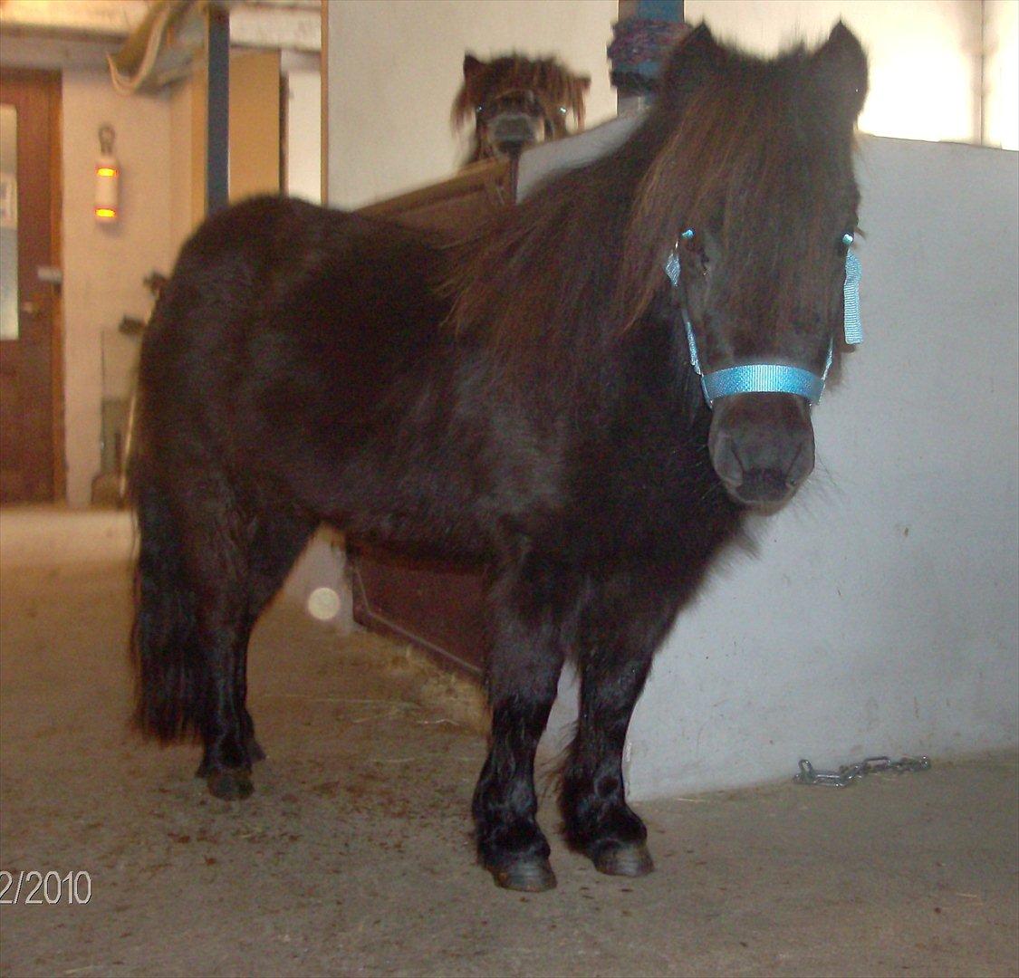 Anden særlig race Aia - Du er så yndig. billede 2