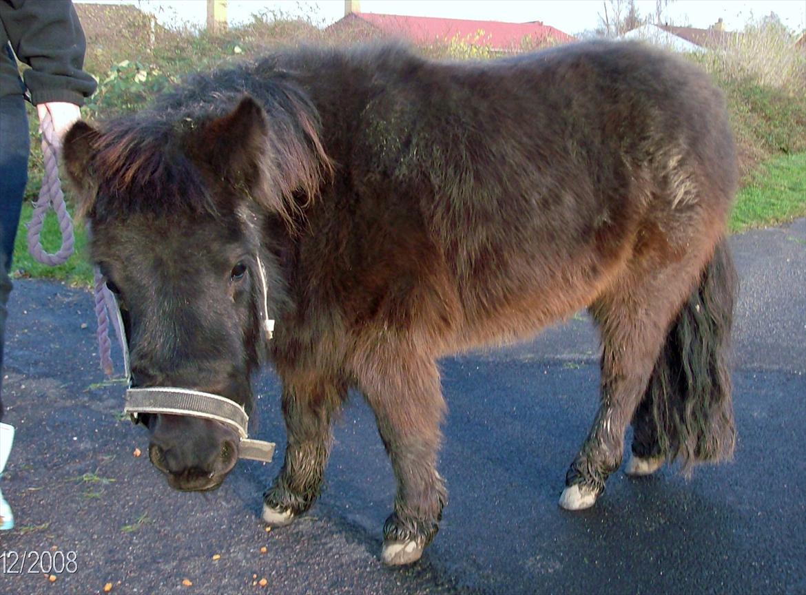 Anden særlig race Aia - Ude på en lille gåtur, en måned efter jeg fik hende :-) billede 3