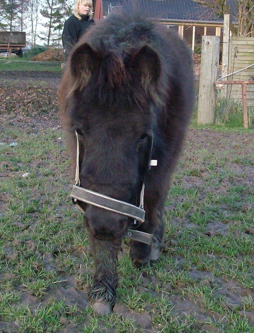 Anden særlig race Aia billede 4