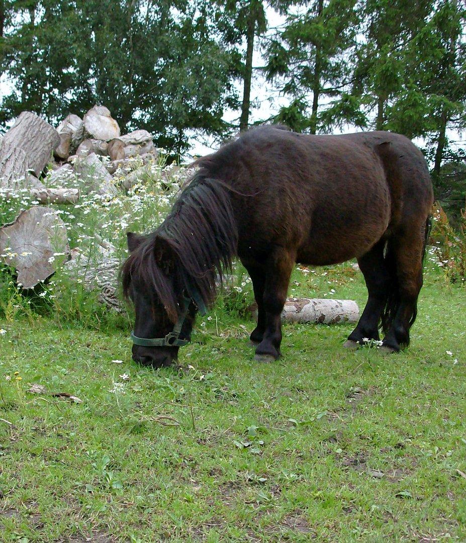 Anden særlig race Aia - Taget d. 16. juli 2011.  billede 5