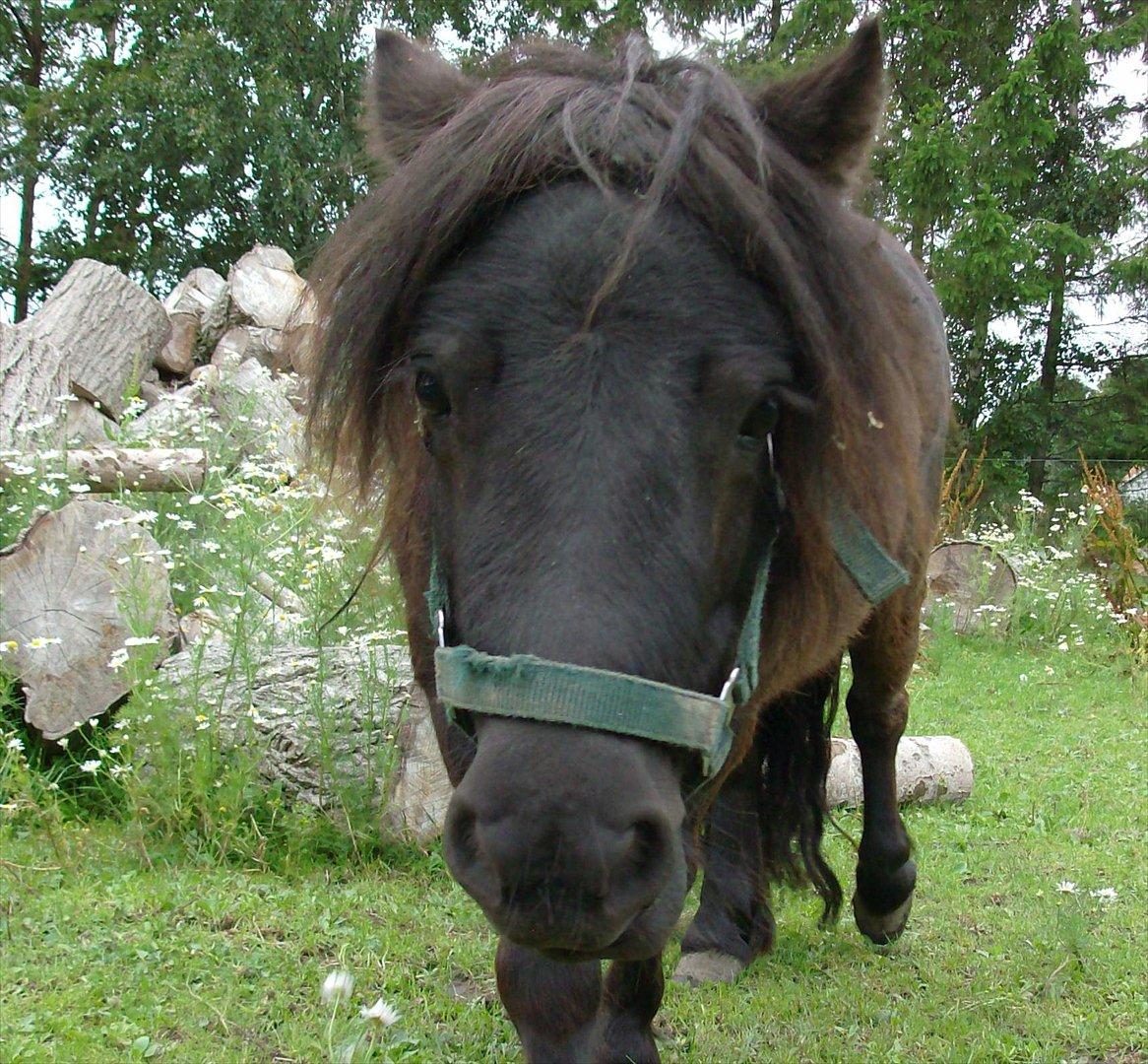 Anden særlig race Aia - Hey flotte :-) billede 6