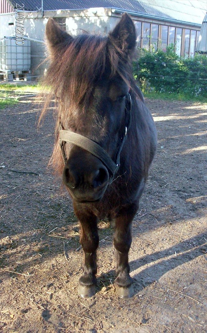 Anden særlig race Aia - Vi står lige og nyder aftensolen. billede 7