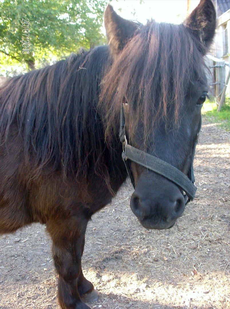 Anden særlig race Aia - Haha, synes det er lidt tegneserie-agtig :-D billede 8