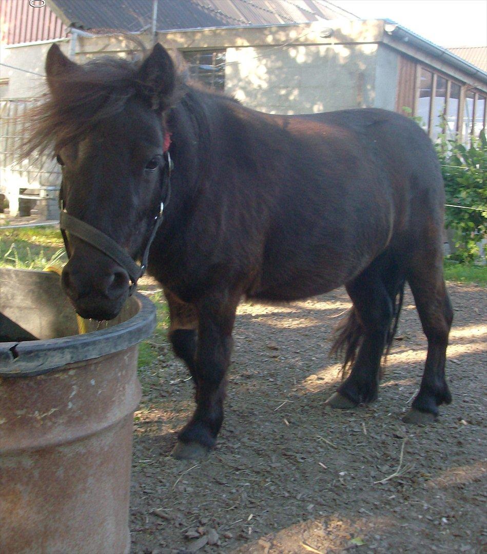 Anden særlig race Aia billede 9